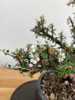 COTONEASTER (CT01007) - MiniGardens NZ