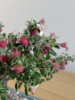 COTONEASTER (X213)