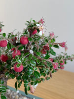 COTONEASTER (X117)