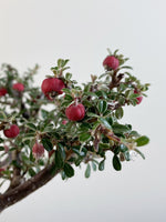 COTONEASTER (X209)