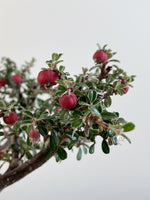 COTONEASTER (X219)