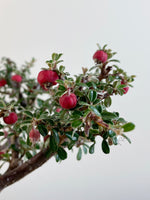 COTONEASTER (X125)