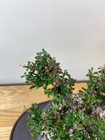 COTONEASTER (CT03011) - MiniGardens NZ
