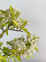FIRETHORN (FT11008)