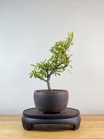 FIRETHORN (FT11008)