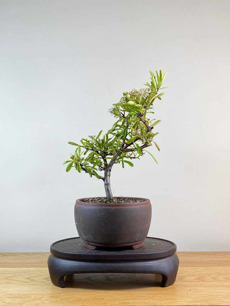 FIRETHORN (FT11008)