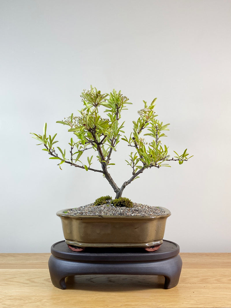 FIRETHORN (FT11010)