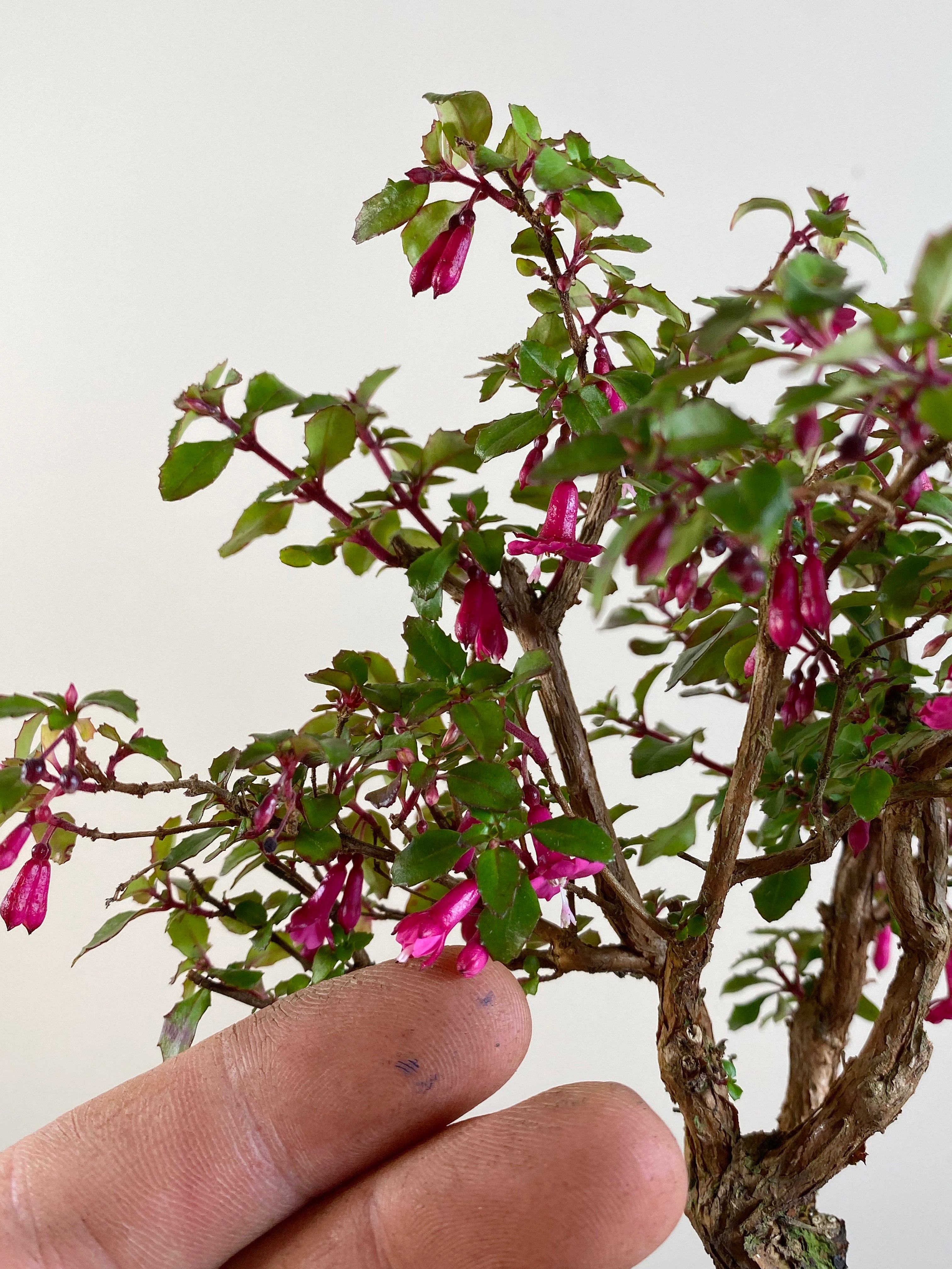 fuchsia bonsai tree Fuchsia NZ Bonsai