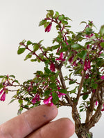 FUCHSIA (FU201102)
