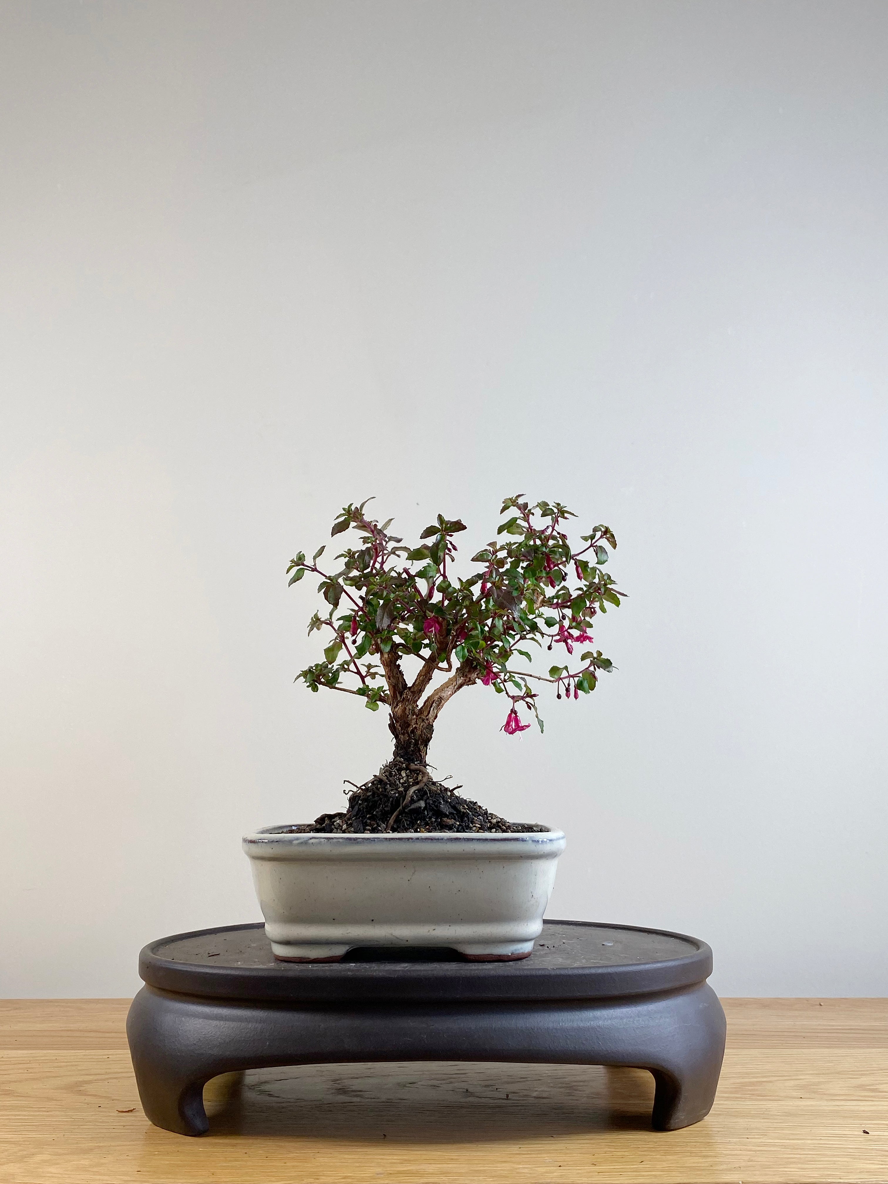 fuchsia bonsai tree Fuchsia NZ Bonsai