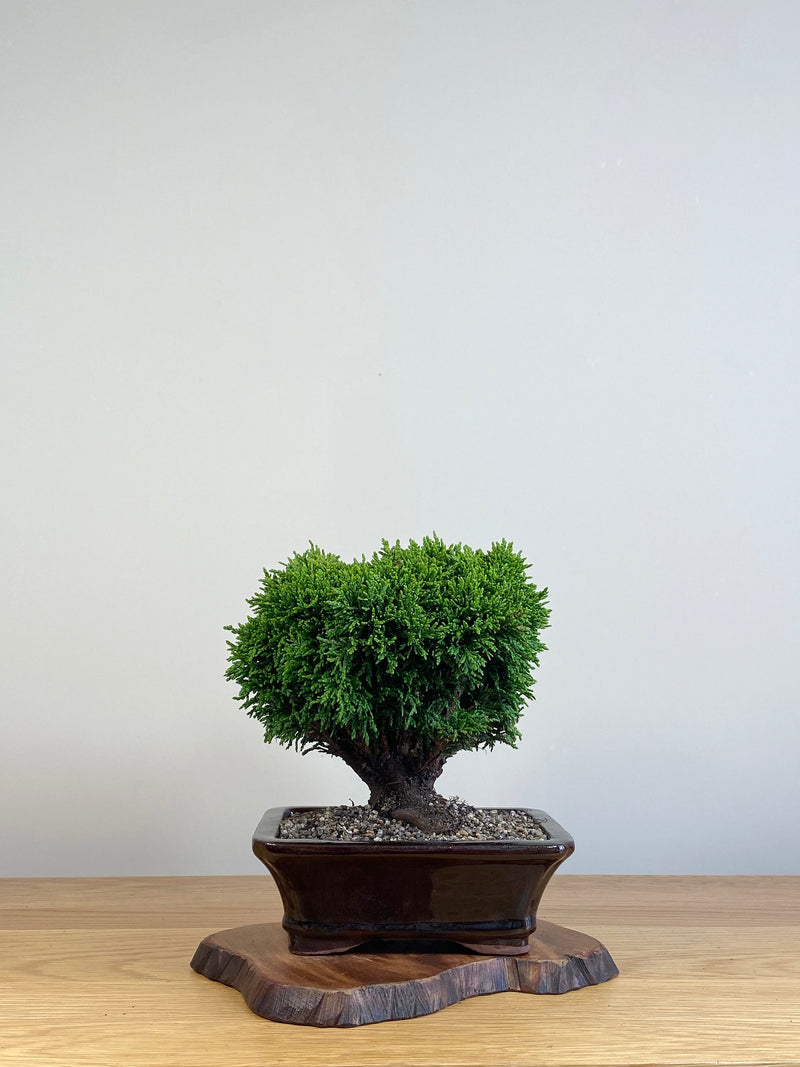 JAPANESE HINOKI CYPRESS (HC2101007)