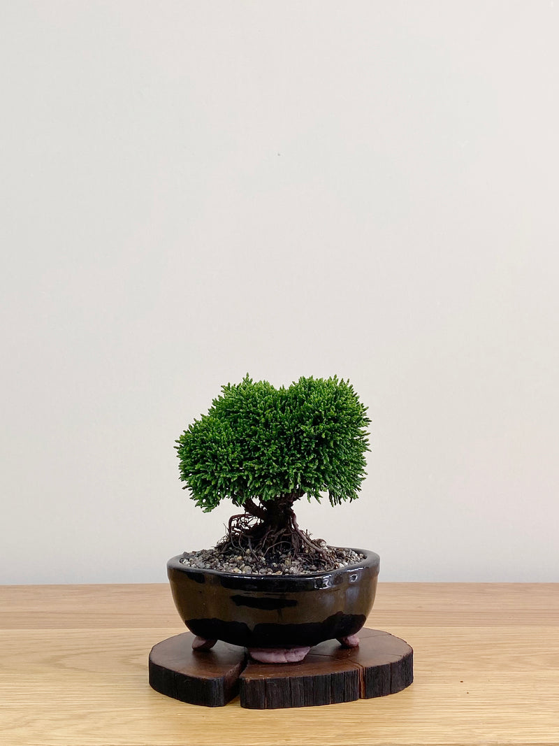 JAPANESE HINOKI CYPRESS (HC2103017)