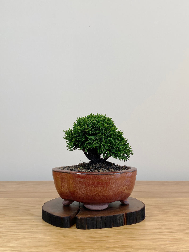 JAPANESE HINOKI CYPRESS (HC2103026)