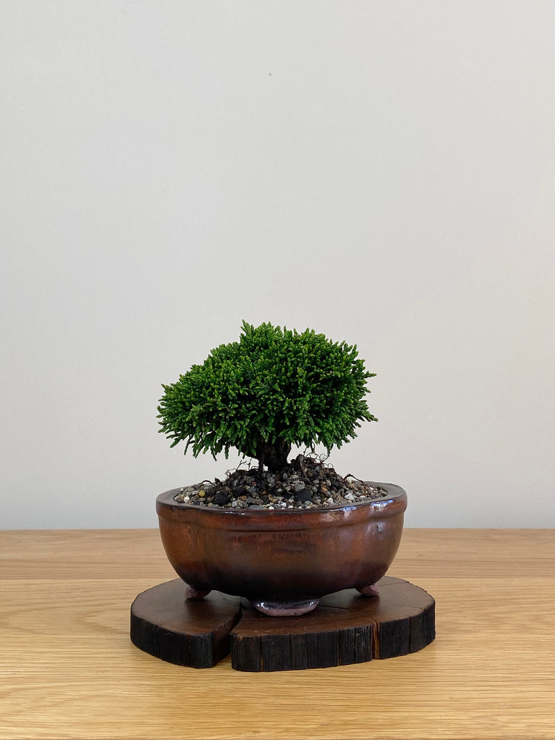 JAPANESE HINOKI CYPRESS (HC2103028)