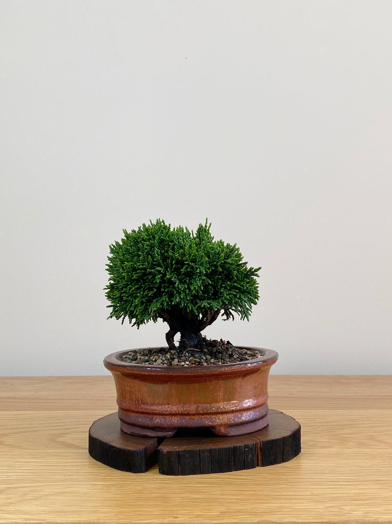 JAPANESE HINOKI CYPRESS (HC2103031)