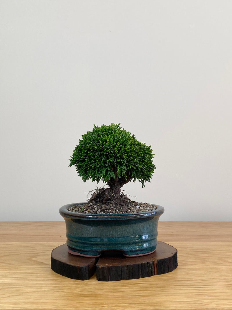 JAPANESE HINOKI CYPRESS (HC2103034)