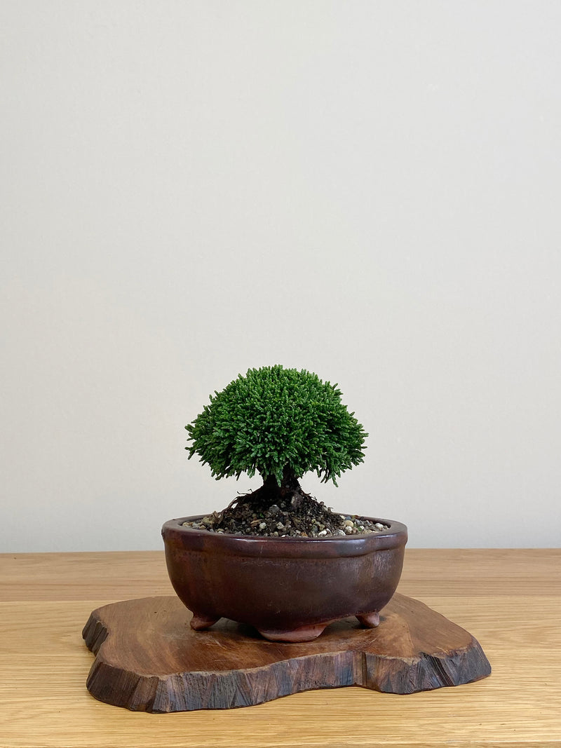 JAPANESE HINOKI CYPRESS (HC2104051)