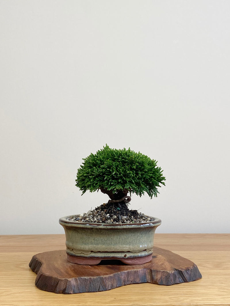 JAPANESE HINOKI CYPRESS (HC2104052)
