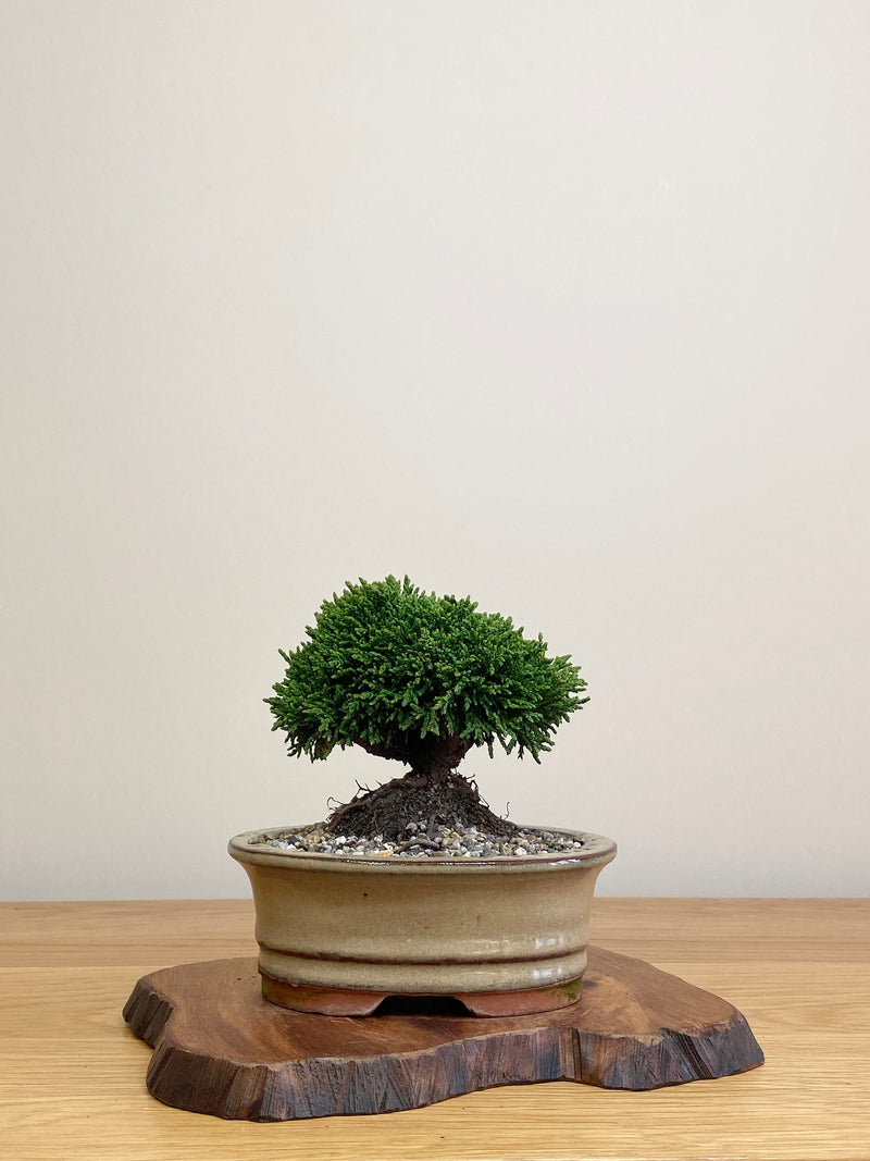 JAPANESE HINOKI CYPRESS (HC2104057)