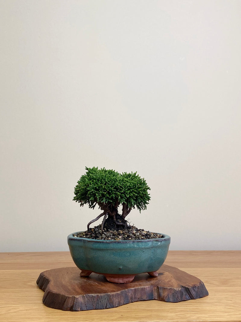 JAPANESE HINOKI CYPRESS (HC2104059)