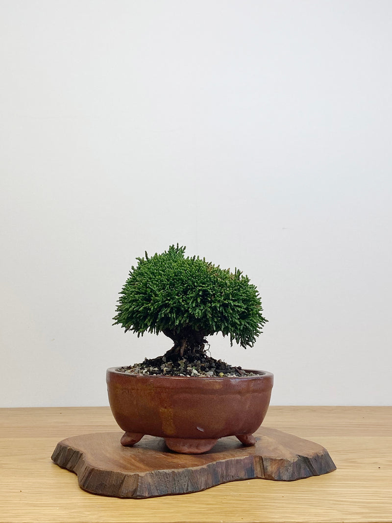 JAPANESE HINOKI CYPRESS (HC2105001)