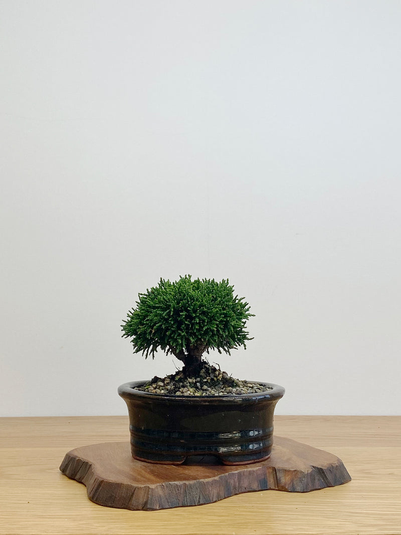JAPANESE HINOKI CYPRESS (HC2105004)