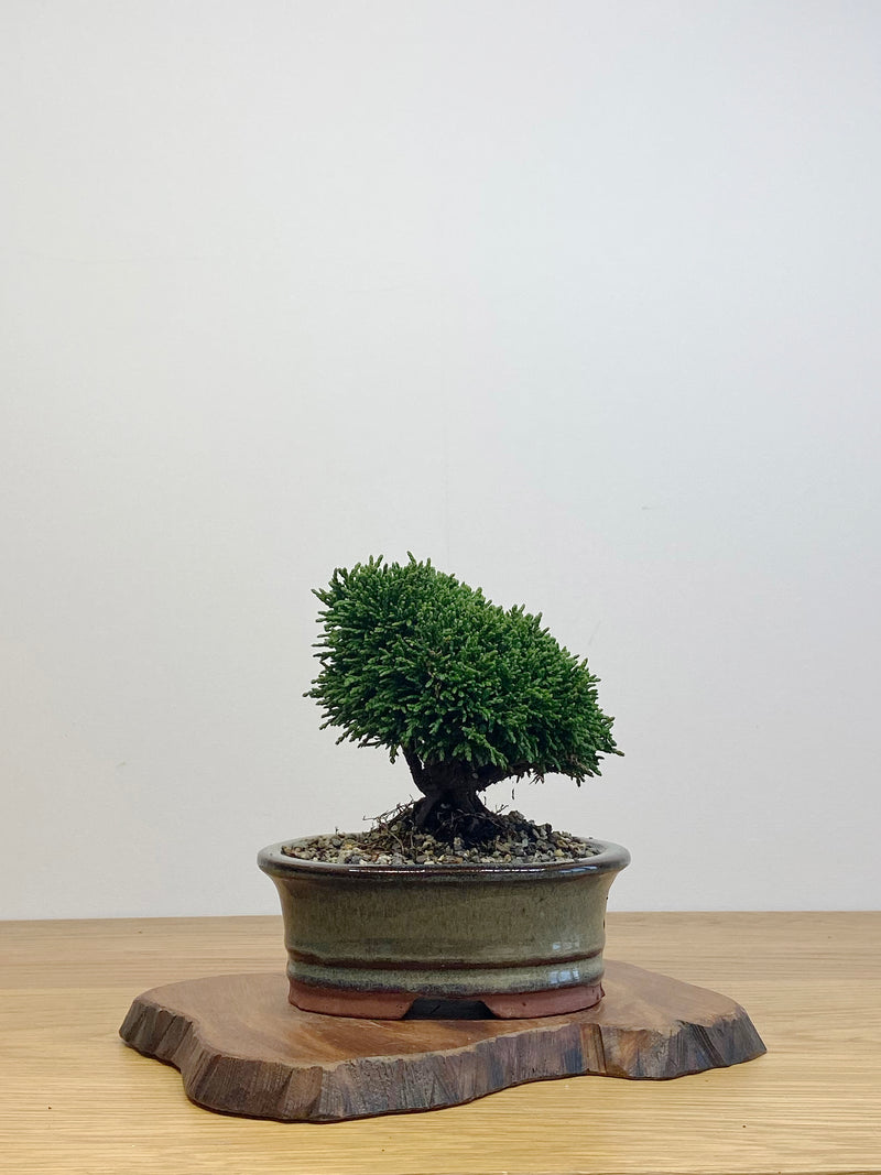 JAPANESE HINOKI CYPRESS (HC2105008)