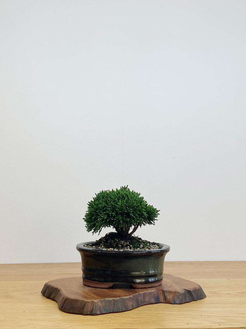 JAPANESE HINOKI CYPRESS (HC2105010)
