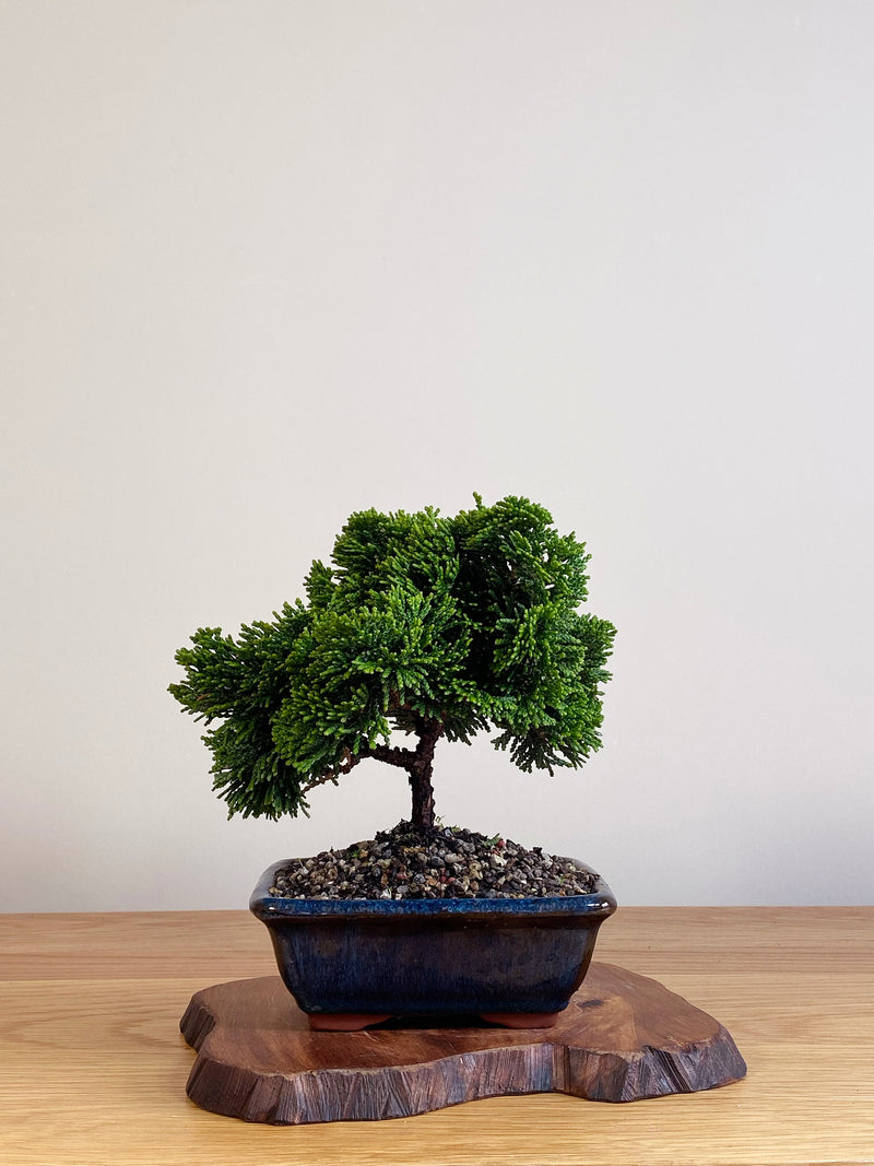 JAPANESE HINOKI CYPRESS (HC2106006)
