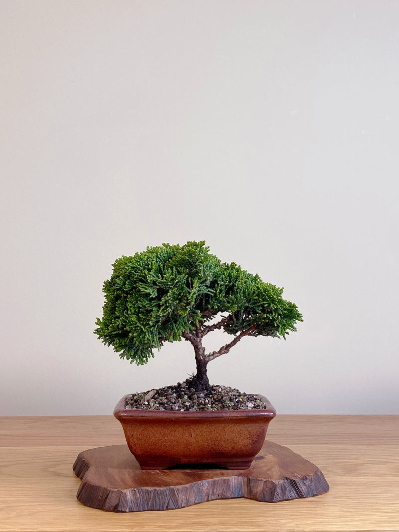JAPANESE HINOKI CYPRESS (HC2106007)