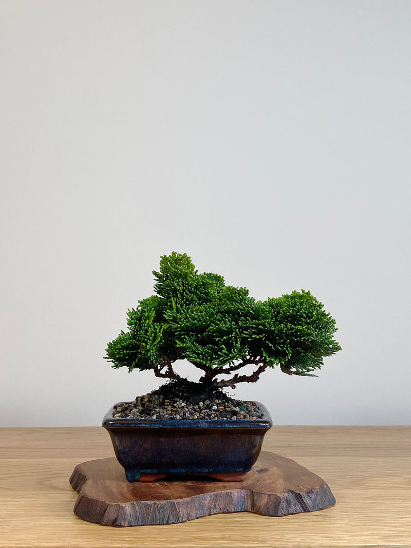JAPANESE HINOKI CYPRESS (HC2106008)