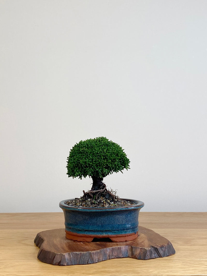 JAPANESE HINOKI CYPRESS (HC21060011)