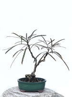 LANCEWOOD (NZ NATIVE) - MiniGardens NZ