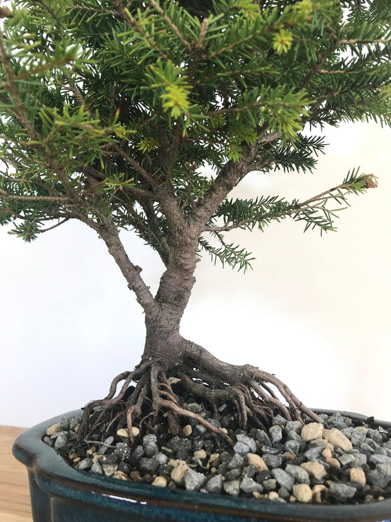 KOREAN FIR (SHOHIN) MiniGardens Bonsai NZ