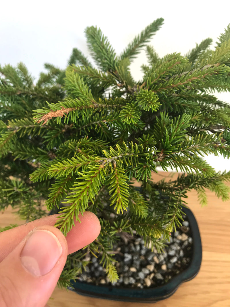 KOREAN FIR (SHOHIN) MiniGardens Bonsai NZ