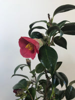 JAPANESE CURLY CAMELLIA (CAM1907003) - MiniGardens NZ