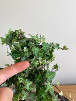 ENGLISH IVY (SLANT) - MiniGardens NZ