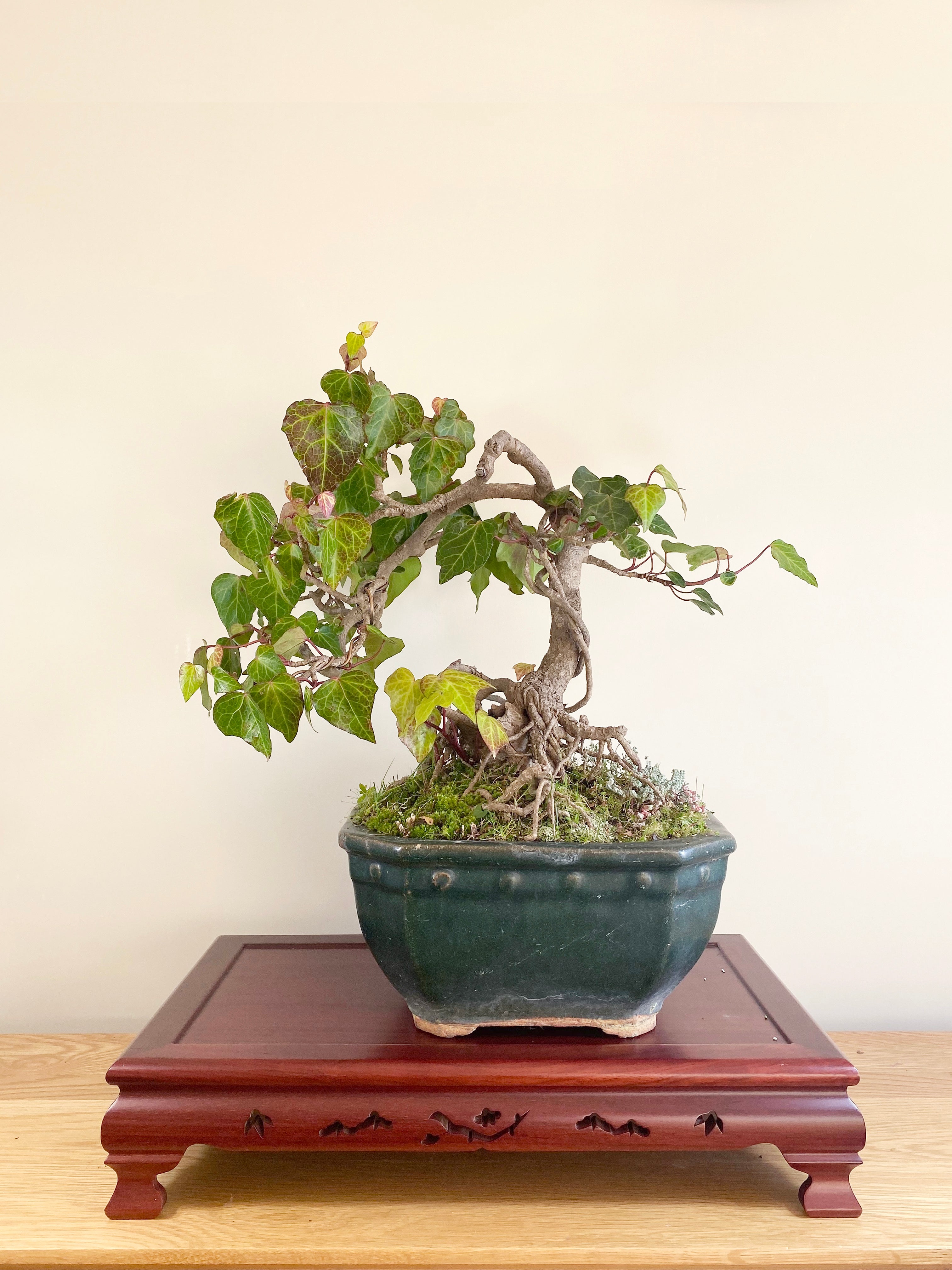 ivy bonsai tree ENGLISH IVY (INFORMAL) – MiniGardens Bonsai NZ
