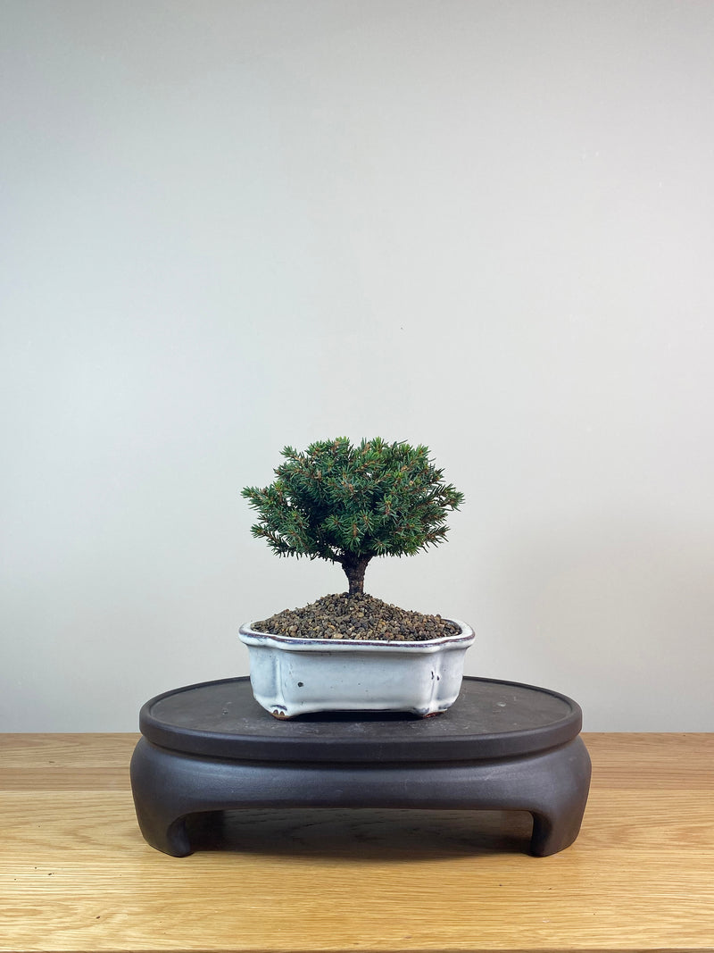 NORWAY SPRUCE - (NS06001)