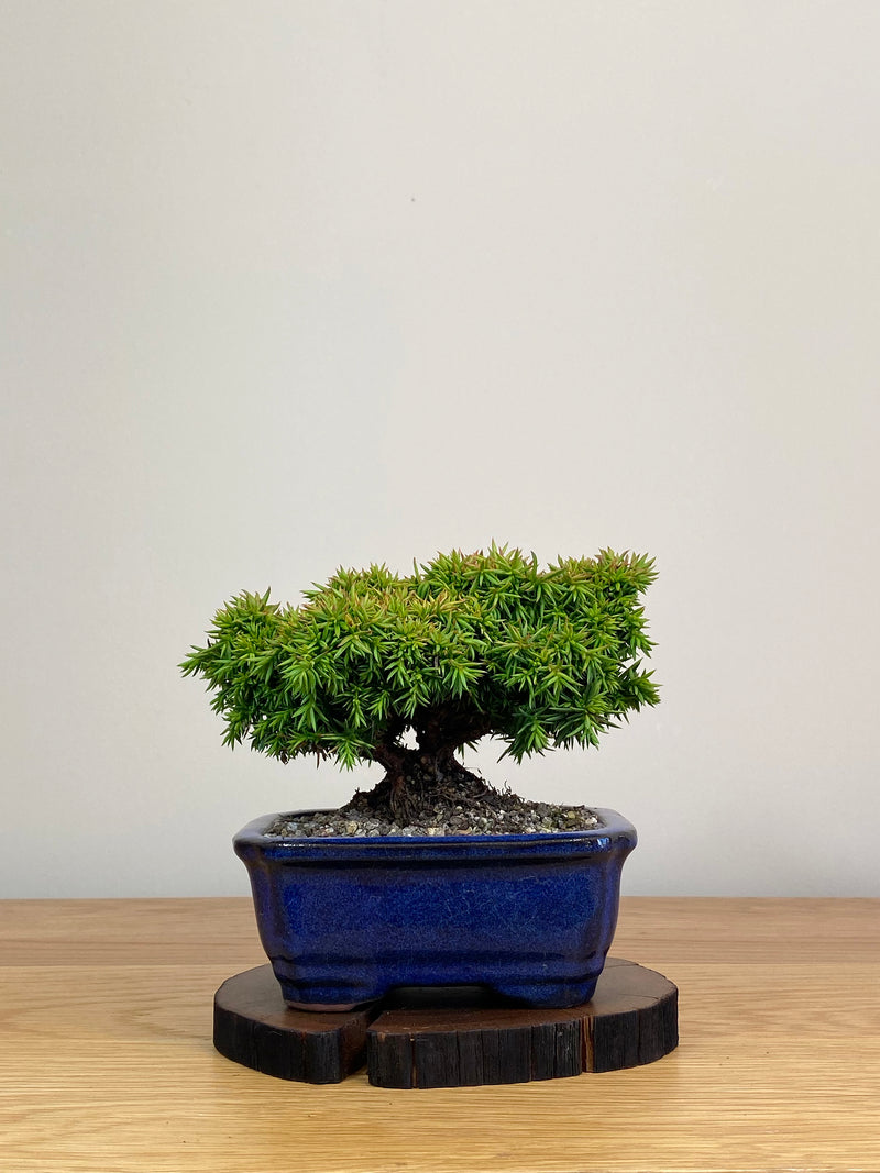 JAPANESE CEDAR (JC2103023)