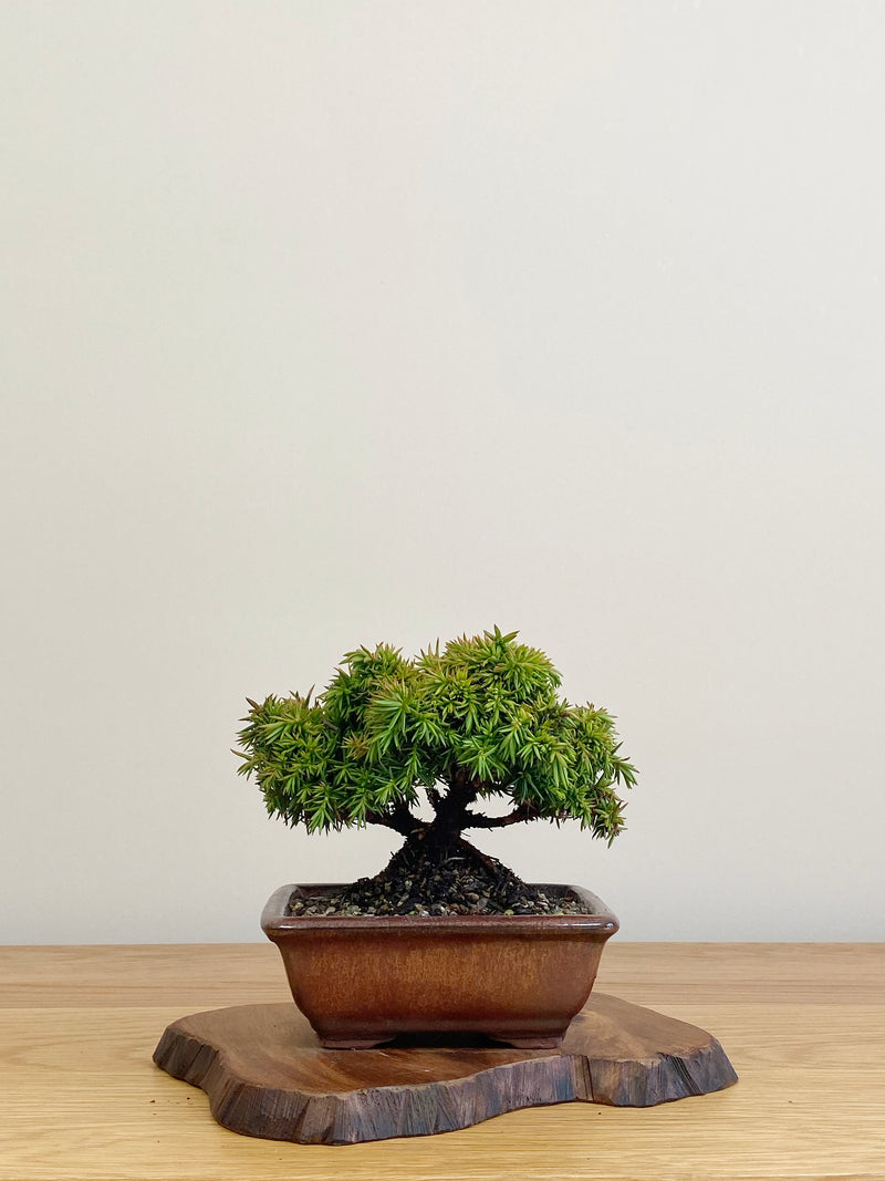 JAPANESE CEDAR (JC2104023)