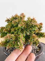JAPANESE CEDAR (CD08002)