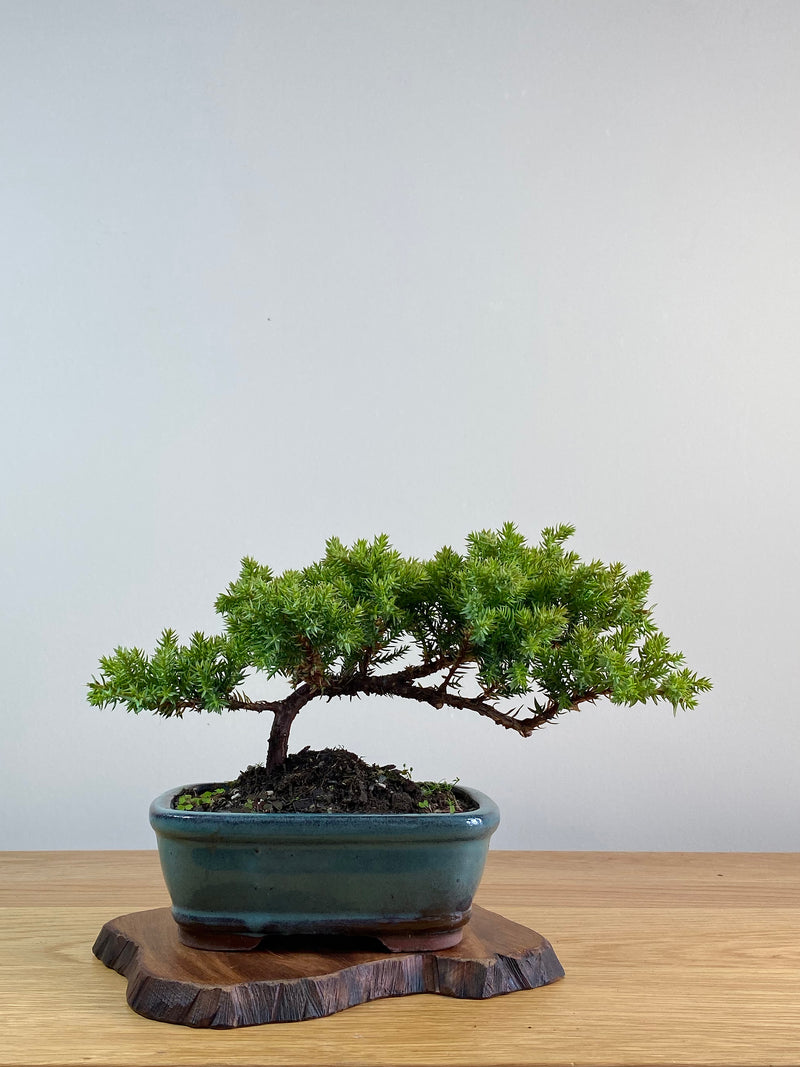 JAPANESE JUNIPER (JJ2101004)