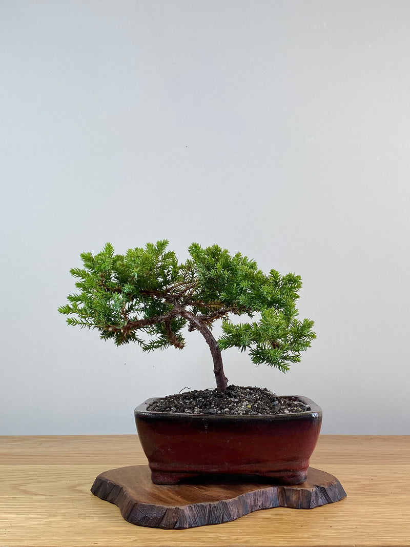 JAPANESE JUNIPER (JJ2101008)