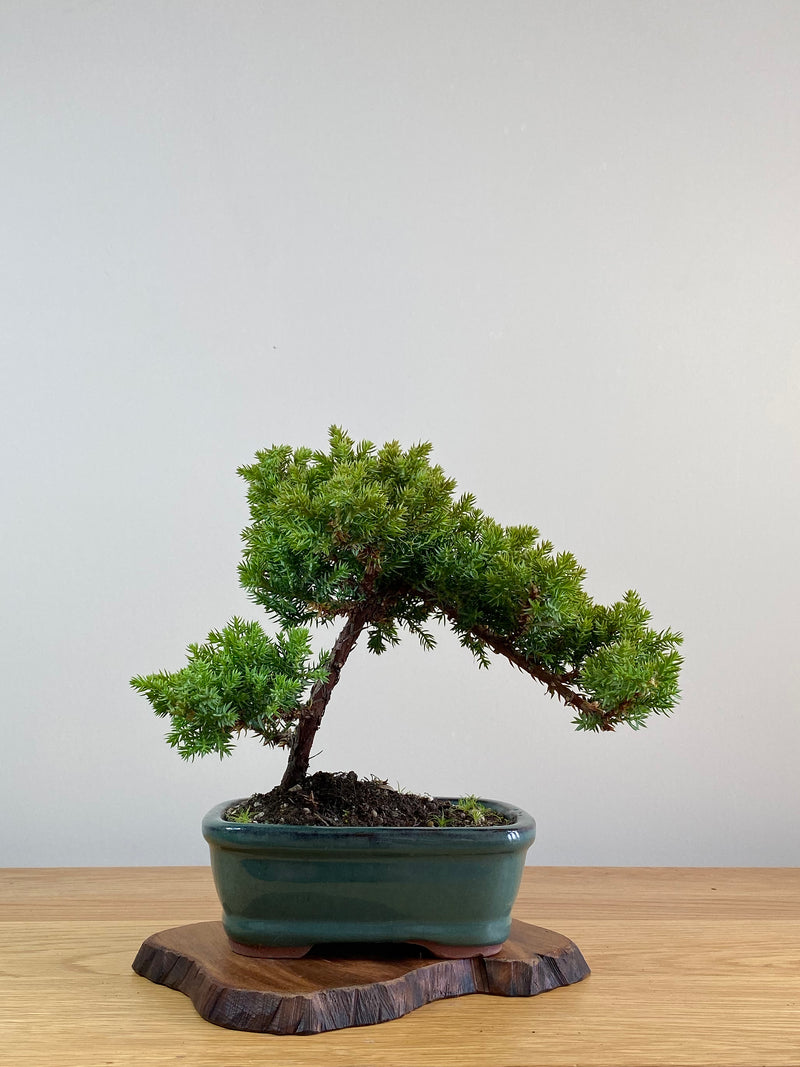 JAPANESE JUNIPER (JJ2101011)