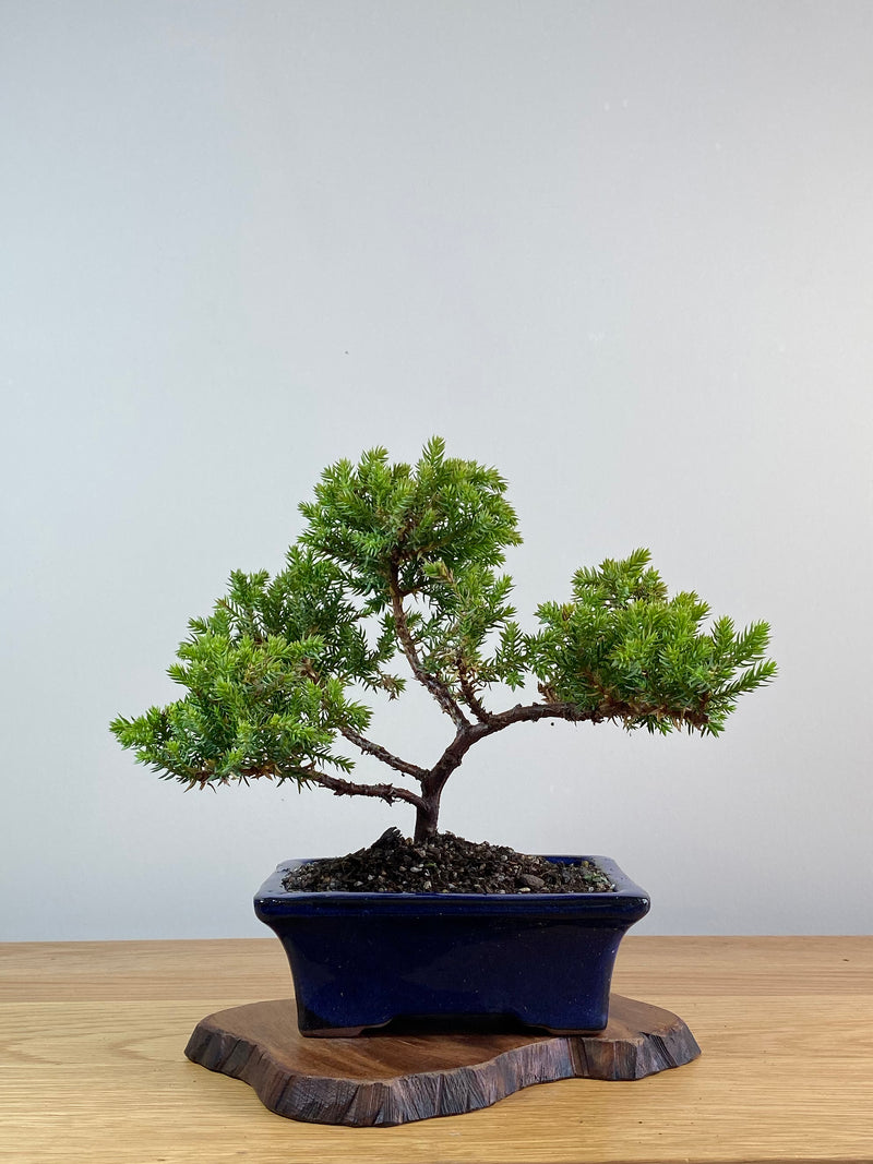 JAPANESE JUNIPER (JJ2101017)