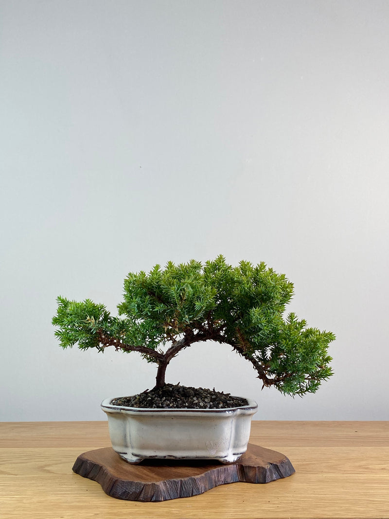 JAPANESE JUNIPER (JJ2101020)