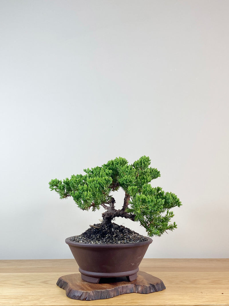 JAPANESE JUNIPER (JJ2102040)
