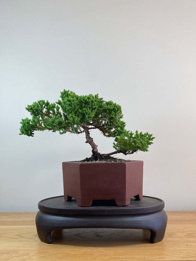 JAPANESE JUNIPER (JJ2102060)