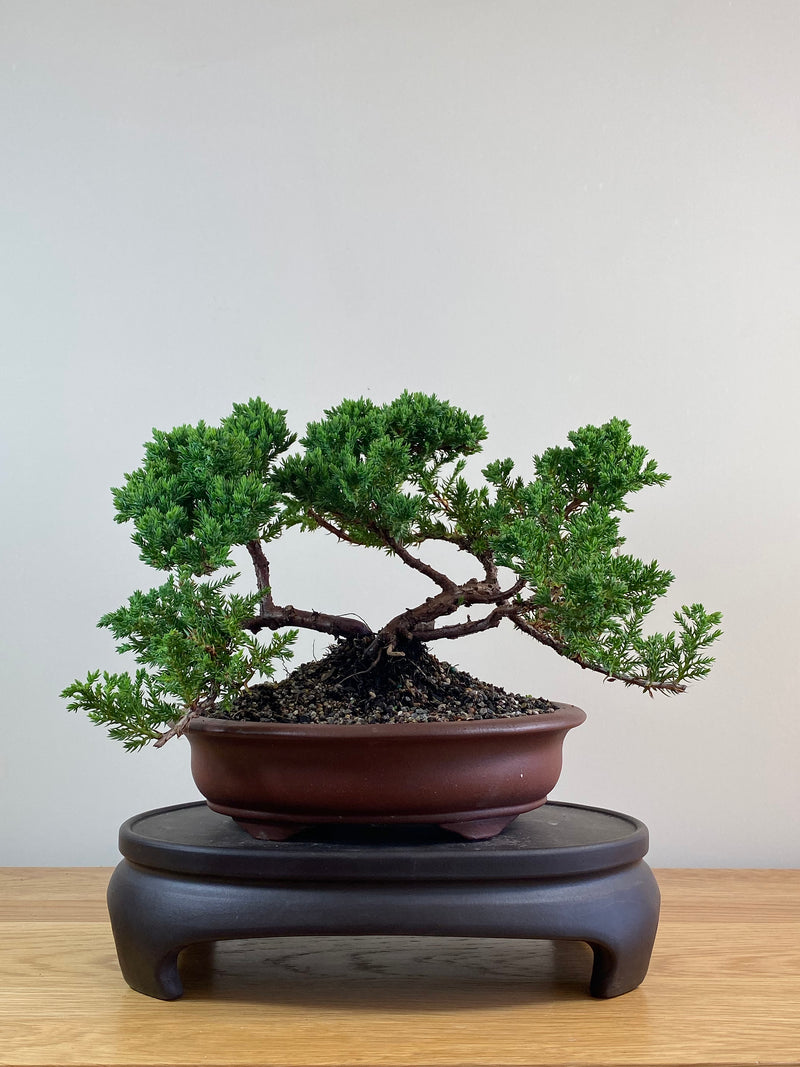 JAPANESE JUNIPER (JJ2102068)